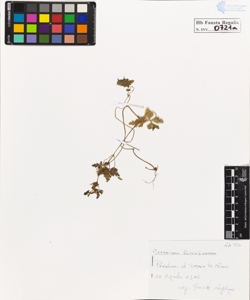 Geranium robertianum L.