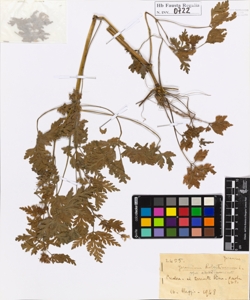 Geranium robertianum L.