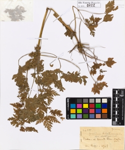 Geranium robertianum L.