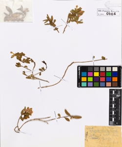 Polygala chamaebuxus L.