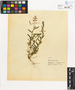 Polygala vulgaris L.