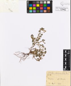 Oxalis corniculata L.