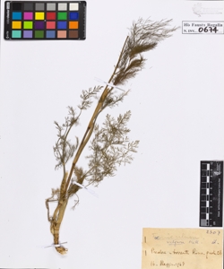 Foeniculum vulgare Mill.