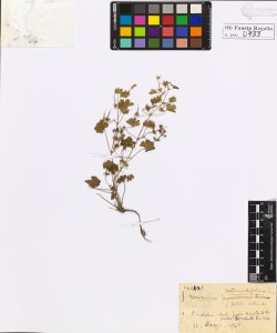 Geranium rotundifolium L.