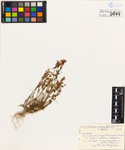 Erythraea centaurium Pers. typica