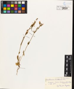 Erythraea centaurium Pers.