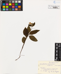 Symphytum tuberosum L. typicum