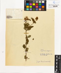 Ligustrum vulgare L. typicum