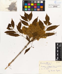 Fraxinus ornus L. typica