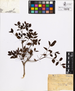 Fraxinus ornus L.