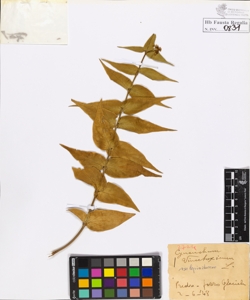 Cynanchum vincetoxicum Pers.
