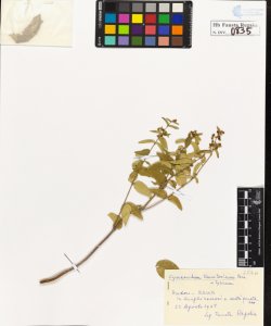 Cynanchum vincetoxicum Pers.