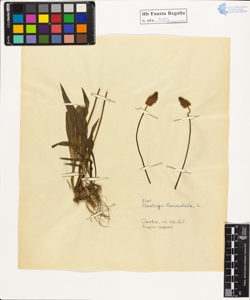 Plantago lanceolata L.