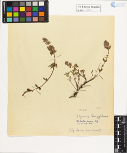 Thymus serpyllum L.