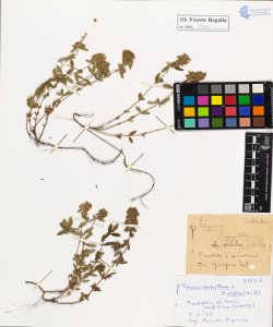 Thymus serpyllum L.