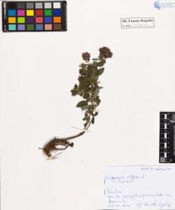 Origanum vulgare L.