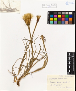 Tragopogon dubius Scop.