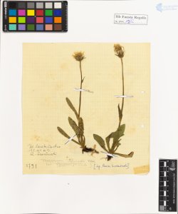 Taraxacum officinale Weber var. alpinum (Koch.)