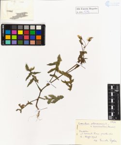 Sonchus oleraceus L. var. runcinatus (Zenari)