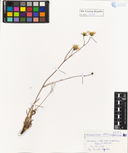 Hieracium staticaefolium All.