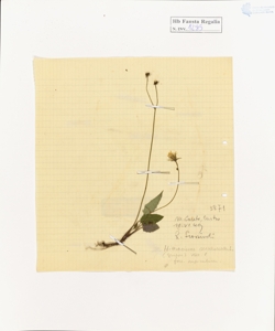 Hieracium murorum L.