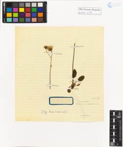 Hieracium murorum L.