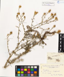 Cantaurea paniculata L. var. maculosa (Lam.)