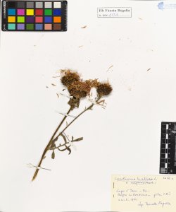 Centaurea scabiosa L. var. vulgaris (Koch.)