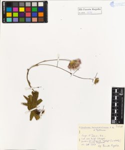Cirsium pannonicum L. K.