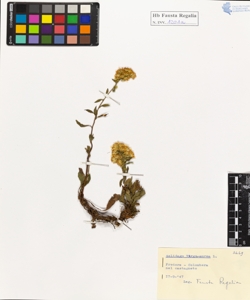 Solidago virgo-aurea L.