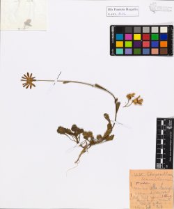 Chrysanthemum leuchantemum L.