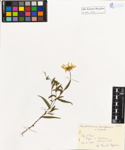 Buphtalmum salicifolium L.