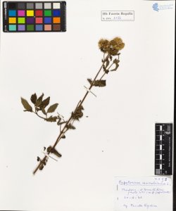 Eupatorium cannabinum L.