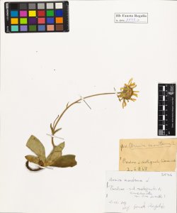 Arnica montana L.