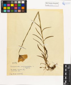 Campanula persicaefolia L.