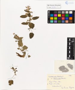 Campanula elatines L. var. elatinoides (Moretti)