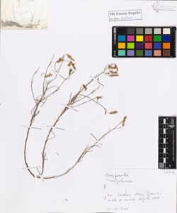 Campanula persicaefolia L.