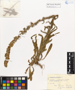 Campanula spicata L.