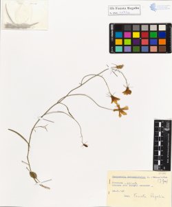 Campanula rotundifolia L. var. macrorrhiza (J. Gay)