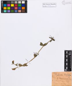 Galium cruciata Scop. var. chersonense (Stev.)