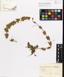 Galium cruciata Scop. var. chersonense (Stev.)