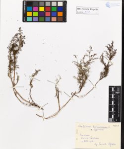 Galium purpureum L.