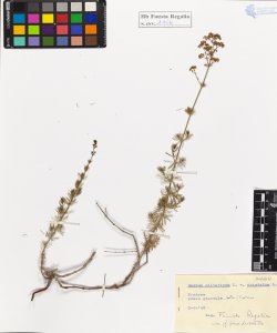 Galium silvaticum L. var. aristatum L.