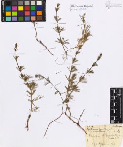 Galium pusillum L. var. pumilum (Murray)