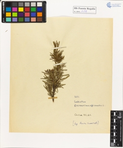 Rosmarinus officinalis L.