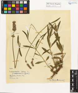 Lavandula spica L. var. delphiniensis (Jord.)