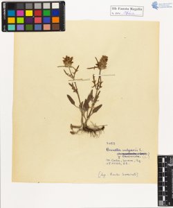 Prunella vulgaris L. var. laciniata