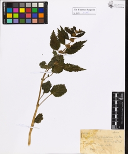 Lamium galeobdolon Crantz.