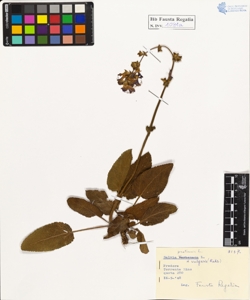 Salvia pratensis L. var. vulgaris (Rchb.)