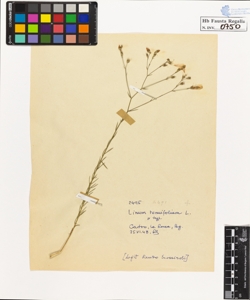 Linum tenuifolium L.